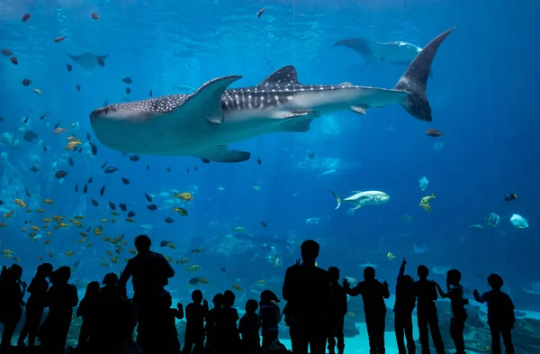 Children Look On As Whale Shark Passes — Stock Photo, Image