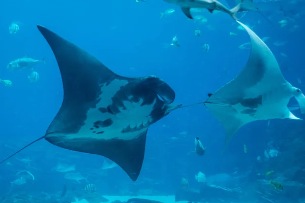 Large Rays Swim — Stock Photo, Image