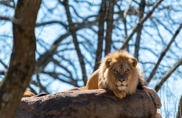 Lion Lays on Rocks e Stares na câmera — Fotografia de Stock