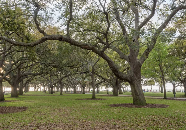 Live Oak stromy stát v pozoru v zahradě bílého bodu — Stock fotografie