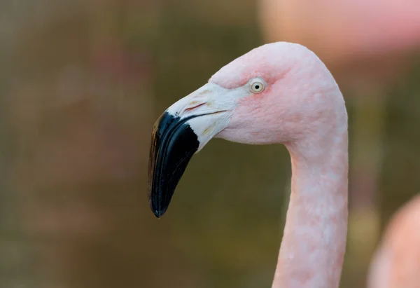 Rózsaszín flamingó úgy néz ki, bal — Stock Fotó