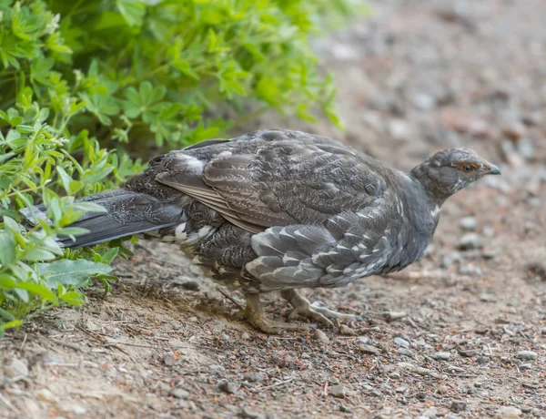 Sooty Grouse on trail