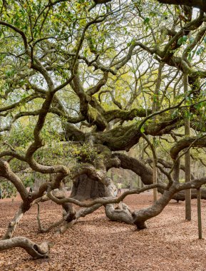 Live Oak karışık dalları