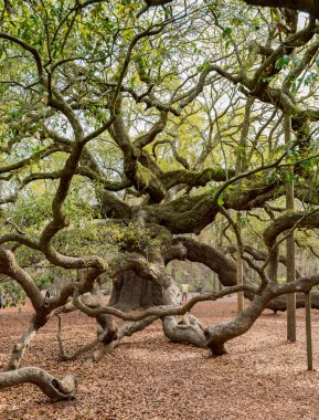 Tangled Branches of Live Oak clipart