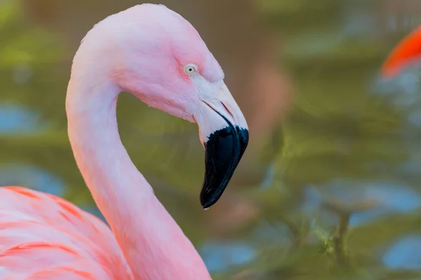 Vízcsepp lóg a rózsaszín flamingó csőre — Stock Fotó