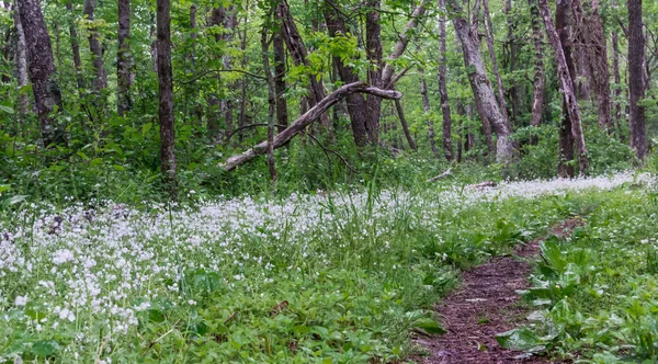 Appalachian Trail boyunca küçük kır çiçekleri — Stok fotoğraf