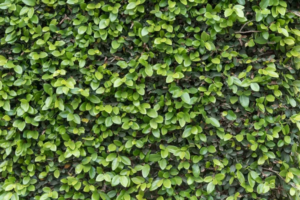 Green Ivy Wall крупним планом — стокове фото