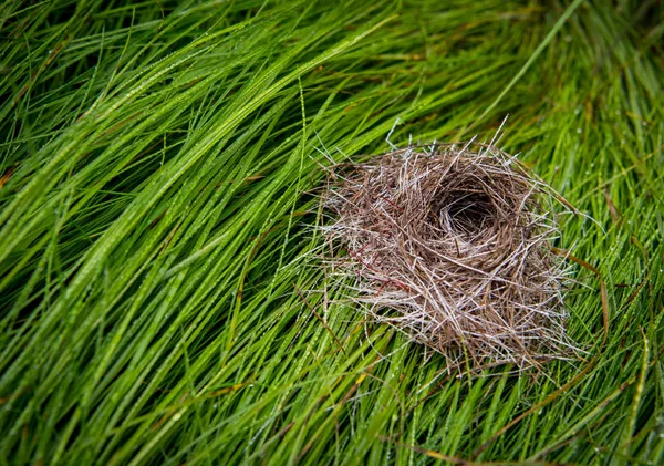 젖은 잔디에 작은 새 둥지 — 스톡 사진
