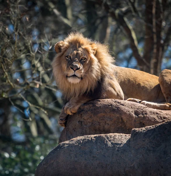 Poses de leão — Fotografia de Stock