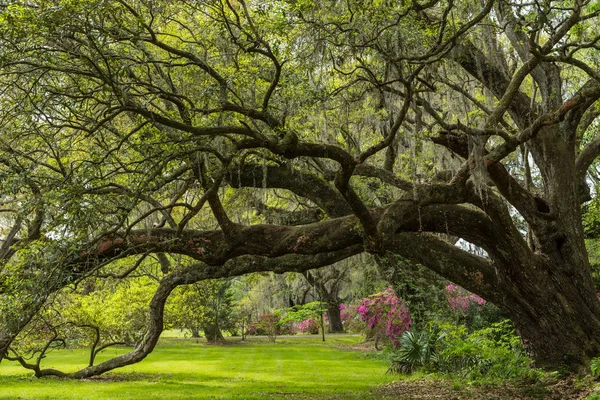 Live Oak tunnel på våren — Stockfoto