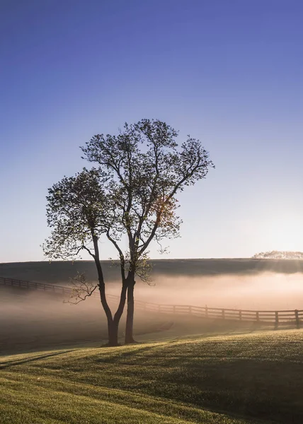 Kentucky Sis Güneş Tek Ağaç Tepeler Üzerinde Gün Için Yükselir — Stok fotoğraf