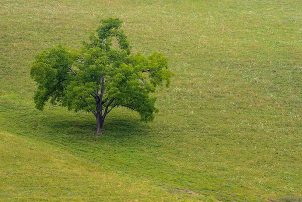 Ein Baum Steht Allein Inmitten Eines Hügeligen Feldes — Stockfoto