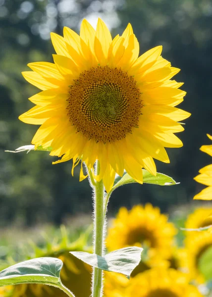 Single Sun Flower Straight Front Field Sunflowers — Stock Photo, Image