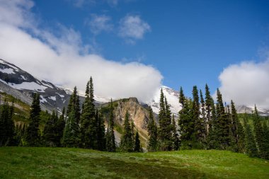 Bulutlar Çam ağaçlarının ve tarlanın arkasındaki Rainier Dağı 'nı kaplıyor