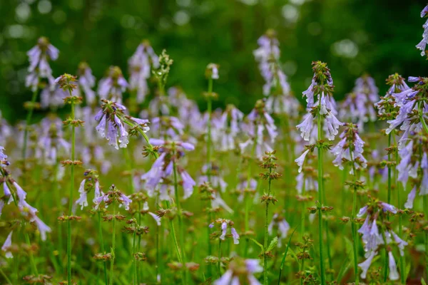 Blaue Blumen blühen — Stockfoto