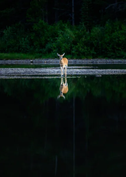 Rådjur och skog reflekteras i sjön — Stockfoto