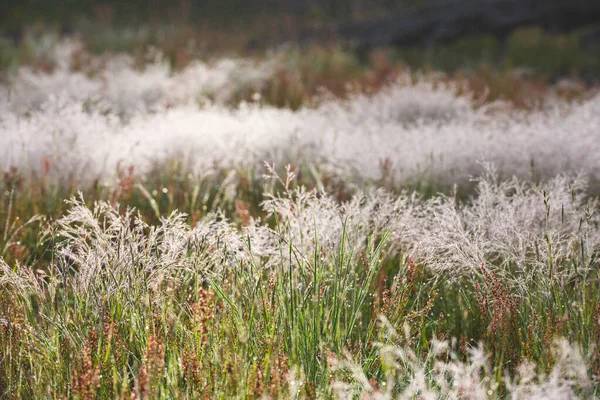 Dewy cae sobre hierbas verdes — Foto de Stock