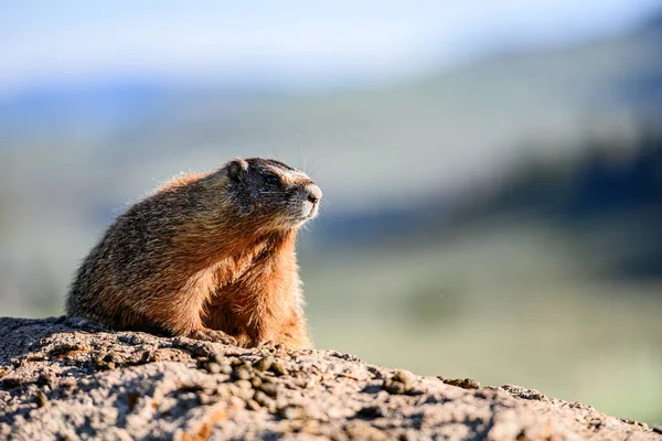 Ansikte och morrhår av gul Bellied murmeldjur — Stockfoto