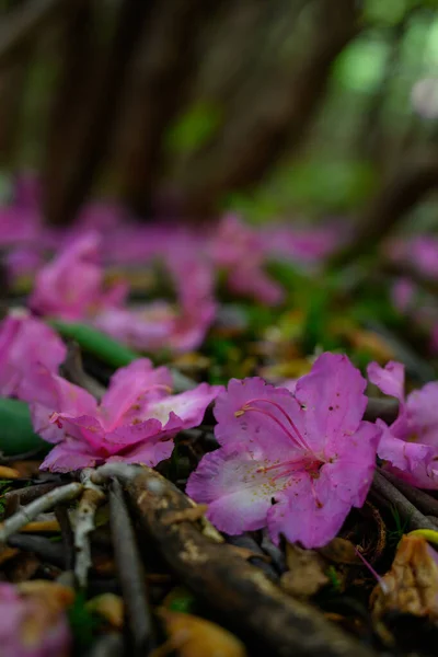Fallen Rhododenron Blooms — Zdjęcie stockowe