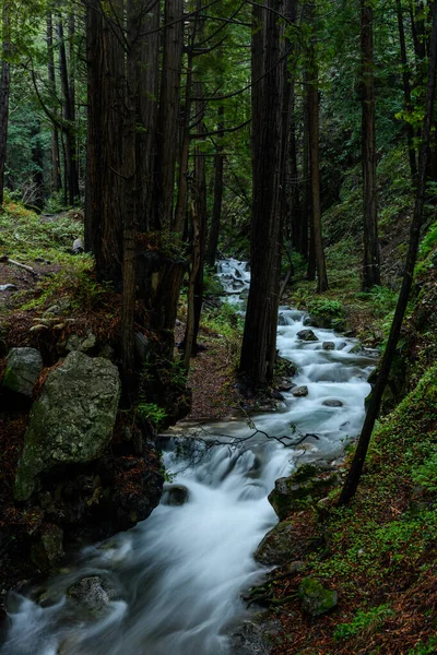 Limebakn Creek pędzi przez las — Zdjęcie stockowe