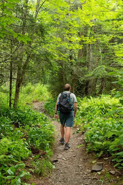 Man Hikes Through Forest in Smokies
