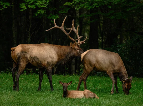 Manlig kvinna och baby älg — Stockfoto