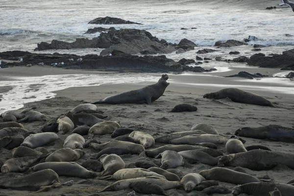 Male Elephant Seal Barks At Another Seal — Stock Photo, Image