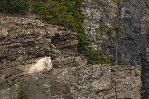 Horská koza leží na skalním útesu — Stock fotografie