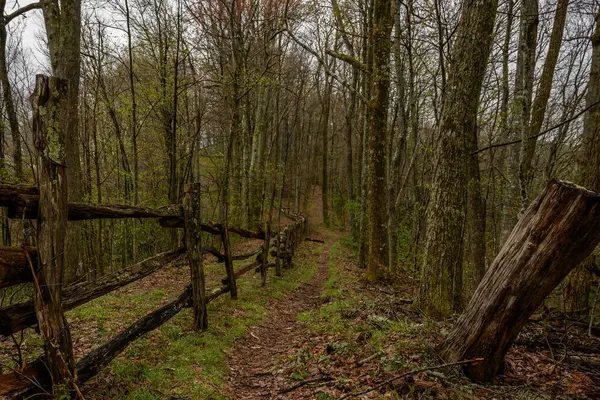 森林中的莫西栅栏 — 图库照片
