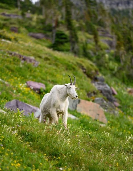 Mountain Goat kijkt uit over Hill Side — Stockfoto