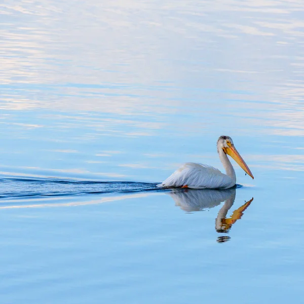 Pelican nage à travers l'eau calme — Photo