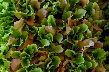 Kırmızı Yaprak Marul Arkaplanından Çıktı