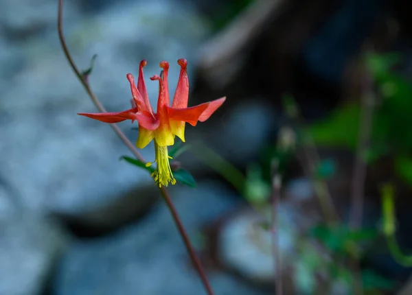 Красный и желтый цветок Колумбайн — стоковое фото