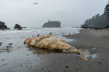 Martılar Ölü Balinayla Besleniyor