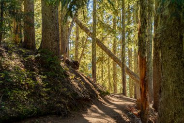 Güneşli Öğleden Sonra Yosunlu Çam Ormanı 'nda