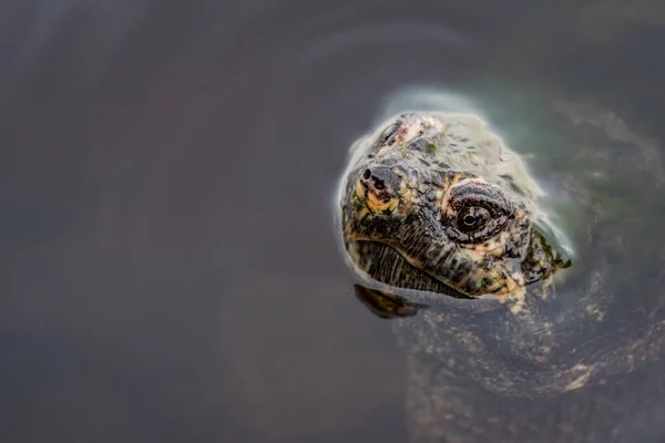 Snapping Turtle Eye And Nose — Stock Photo, Image