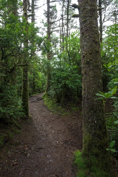 Trail Through Costal Forest — Stock Photo, Image