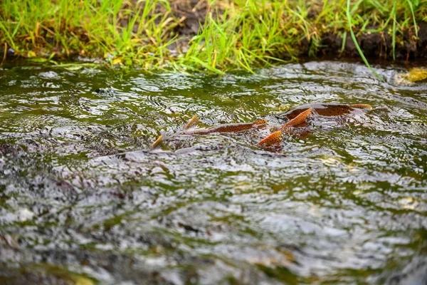 La truite nage en amont pour frayer — Photo