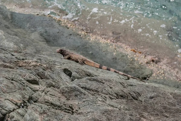 Iguana op steen Horizontaal — Stockfoto