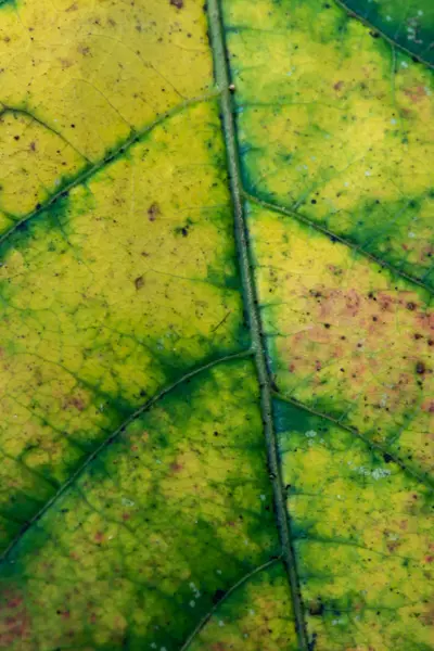 Close Up of Leaf Changing Color — 图库照片