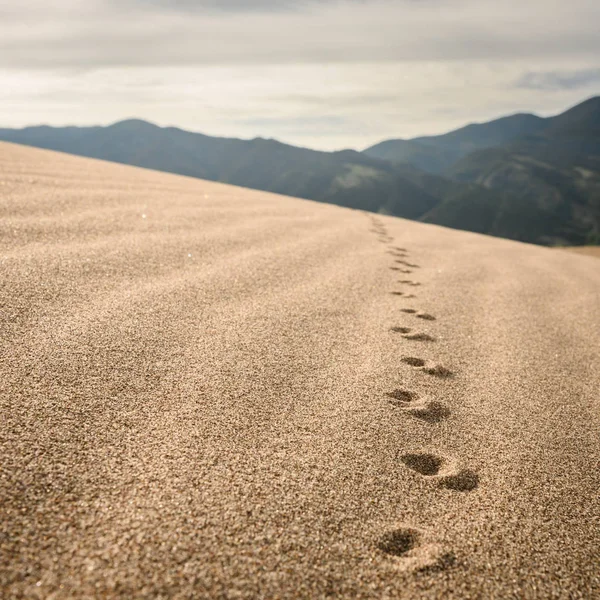 Gros plan sur les empreintes animales dans le sable — Photo