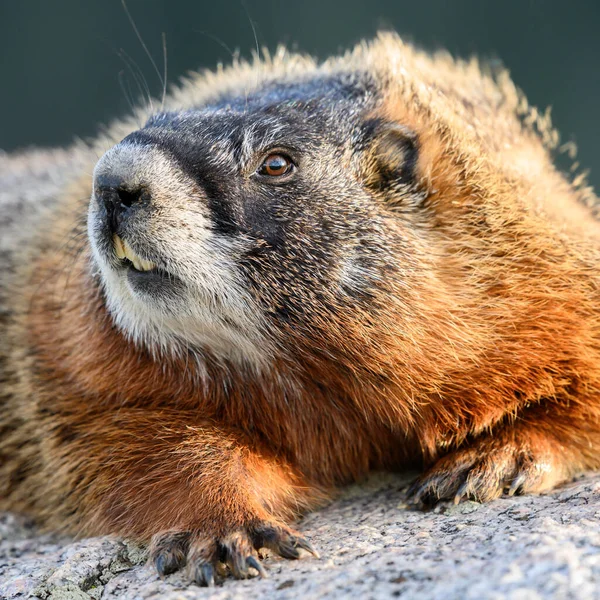 Zbliżenie Marmot Face Patrząc w lewo — Zdjęcie stockowe