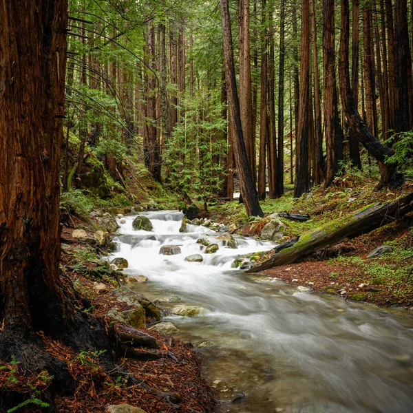 Creek Rushes Through Charred Redwood Forest — 图库照片