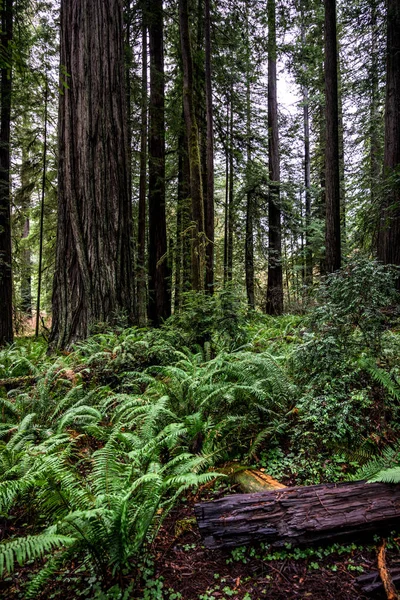 Samambaias e sequoias — Fotografia de Stock
