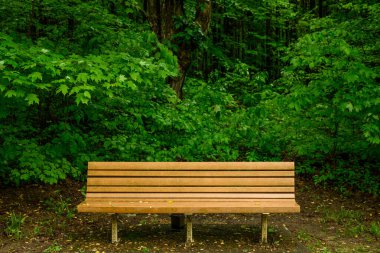 Boş Benç Yeşillik Ormanının Önünde Oturuyor