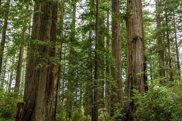 Ladybird Grove Redwoods — Fotografia de Stock