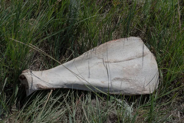 Large Bison Bone in Field — Stock Photo, Image
