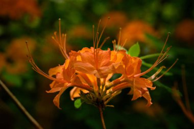 Orange Flame Azalea Seçici bir odak ile çiçek açar