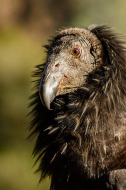 Tek Göz Kameraya Bakıyor
