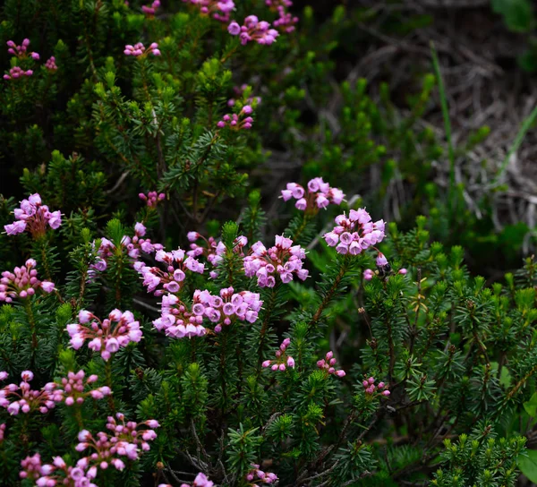 Mountain Heather ανθίζει σε θάμνους — Φωτογραφία Αρχείου